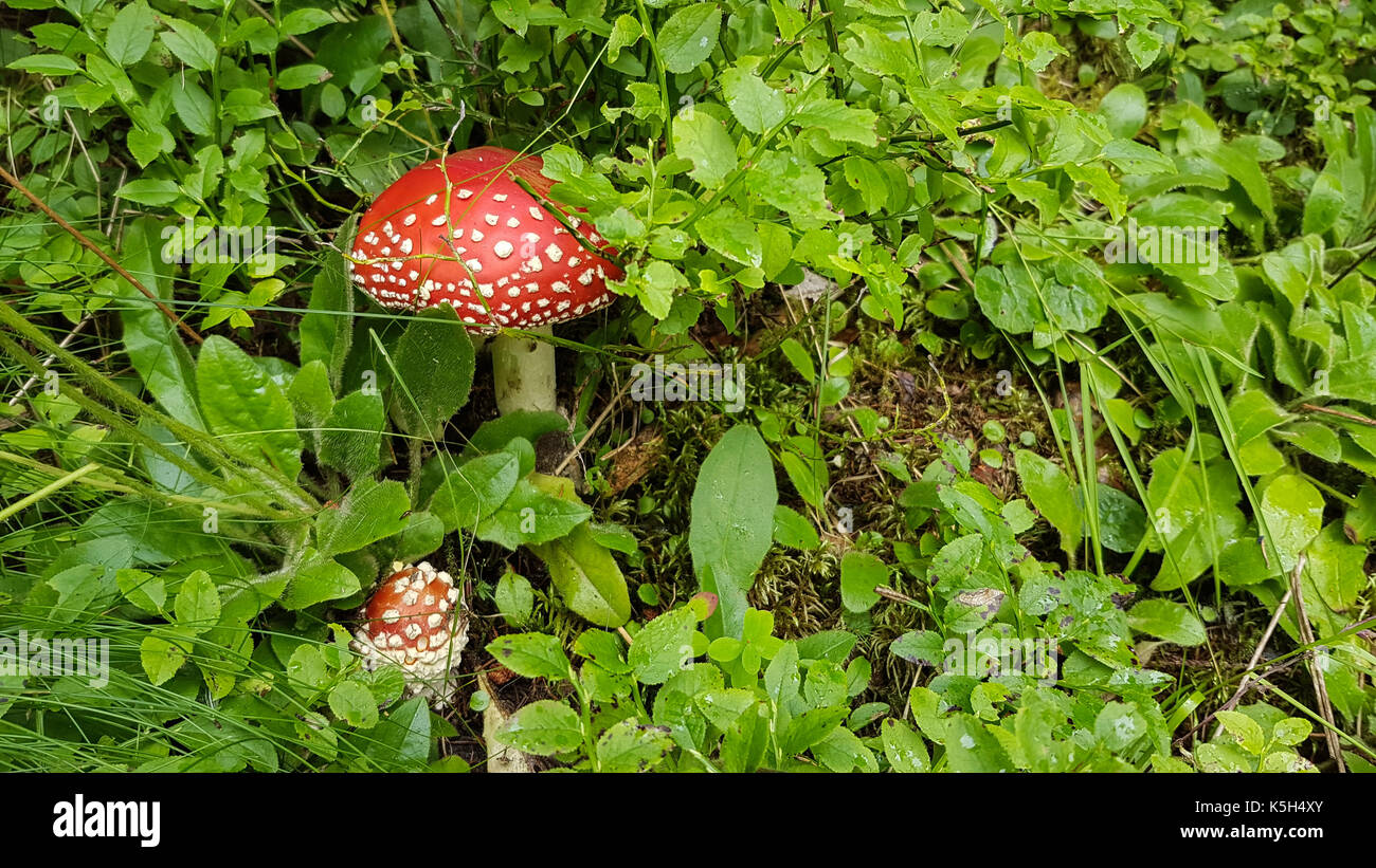 Champignons rouge dans la forêt plafonné Banque D'Images