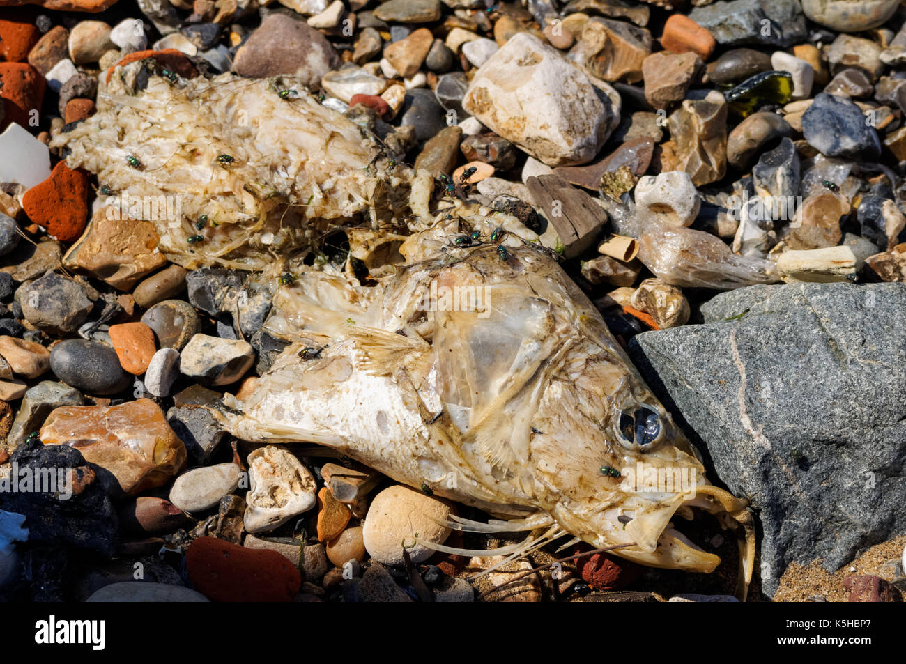 Poisson pourri sur la rive de la Tamise, Londres Angleterre Royaume-Uni UK Banque D'Images