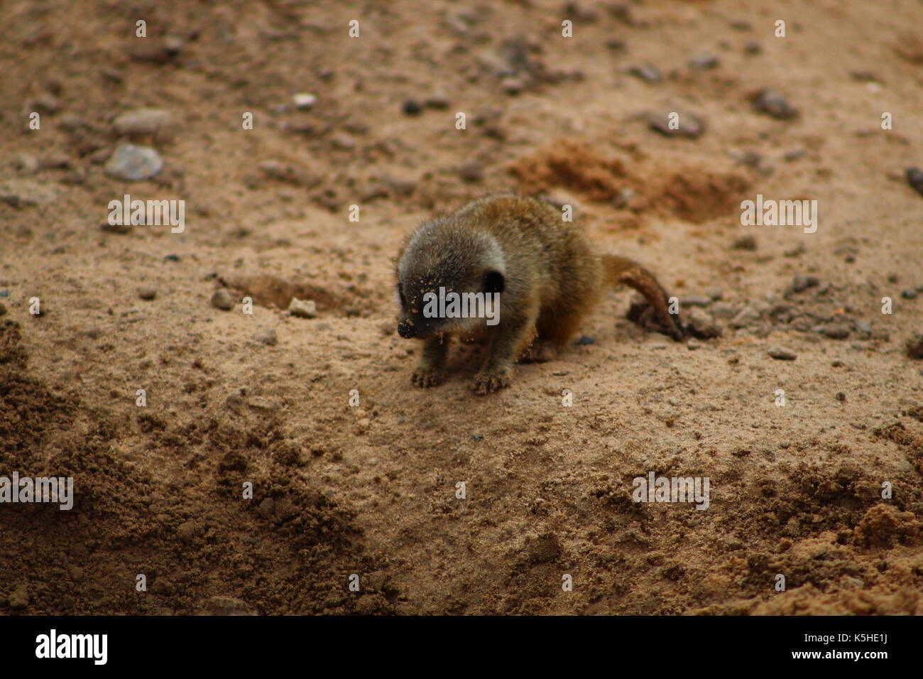 Bébé suricate Banque D'Images