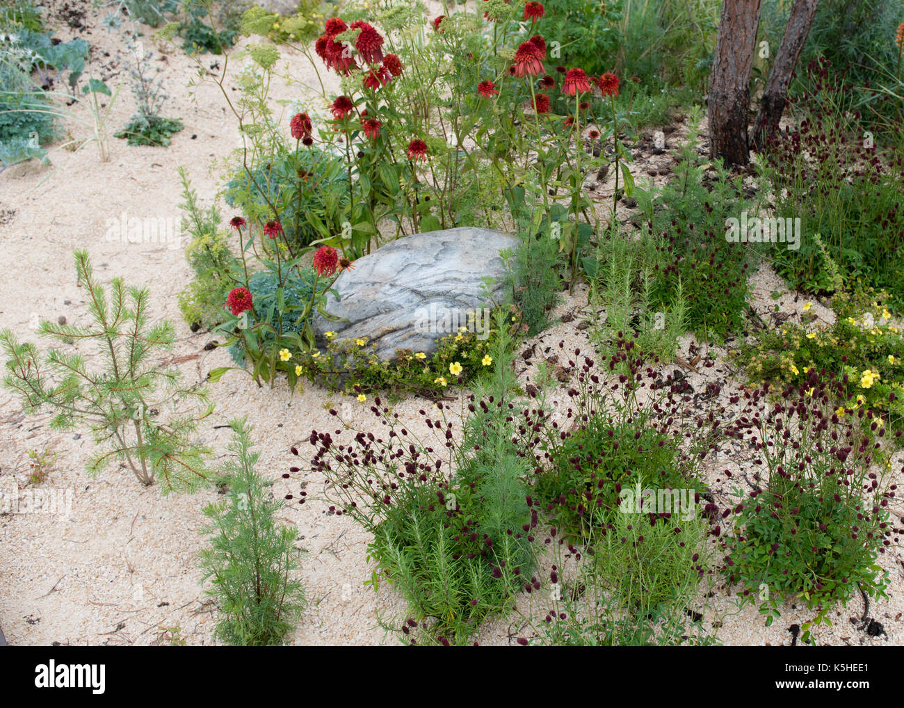 Jardin de sable sec exquise design avec double fleur hybride rouge écope d'échinacée, de romarin, de pin gris, santolina, lavande et d'autres pays méditerranéens Banque D'Images