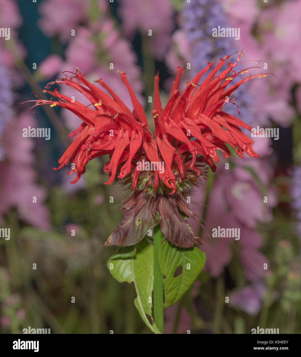 Gros plan d'une fleur rouge spectaculaire agastache, variété black adder à un flower show en Angleterre contre un arrière-plan flou mauve et violet Banque D'Images