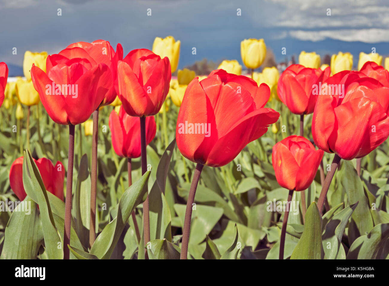 Tulipes rouges et jaunes foisonnent dans les champs pendant l'assemblée annuelle de la Skagit tulip festival à l'état de Washington. Banque D'Images