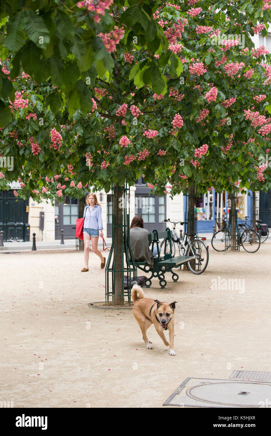 Girl walking dog sous les marronniers en fleurs à la place Dauphine, Paris, France Banque D'Images