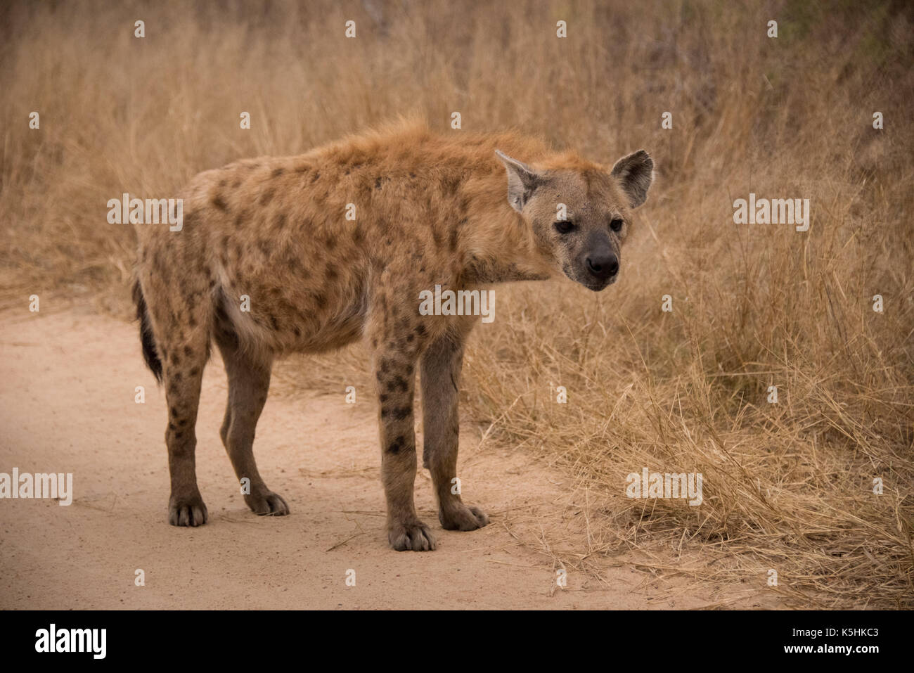 L'hyène tachetée, Kruger National Park, Afrique du Sud Banque D'Images