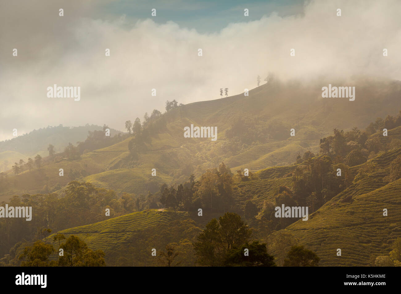 Cameron Highlands, Malaisie, Misty Hills avec soleil du soir briser Banque D'Images