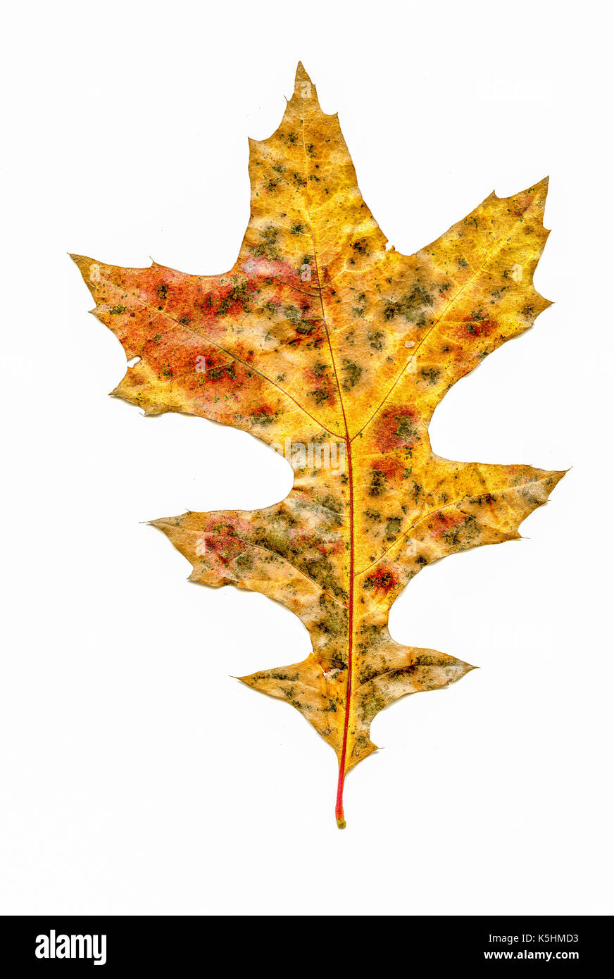 Feuille de chêne d'automne sur fond blanc Banque D'Images