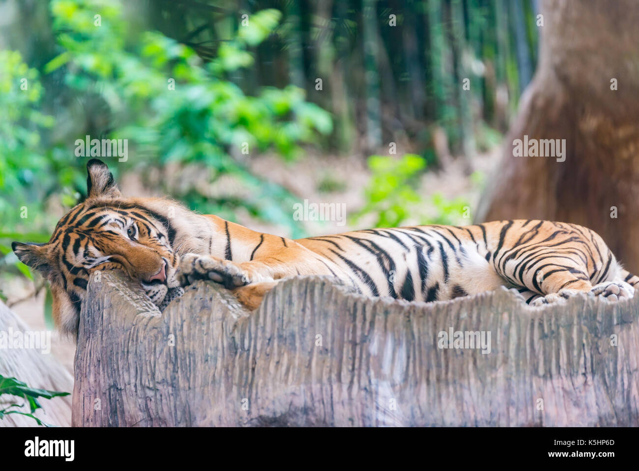 Vignoble en zoo, tiger tiger sur stump, looking at camera Banque D'Images