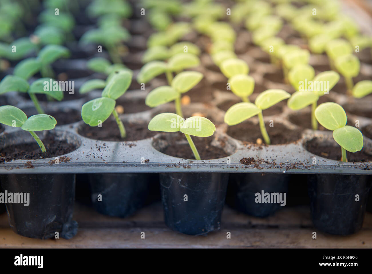 Close-up les jeunes plantes de la tuyère dans le bac des semis avec vignette au milieu Banque D'Images