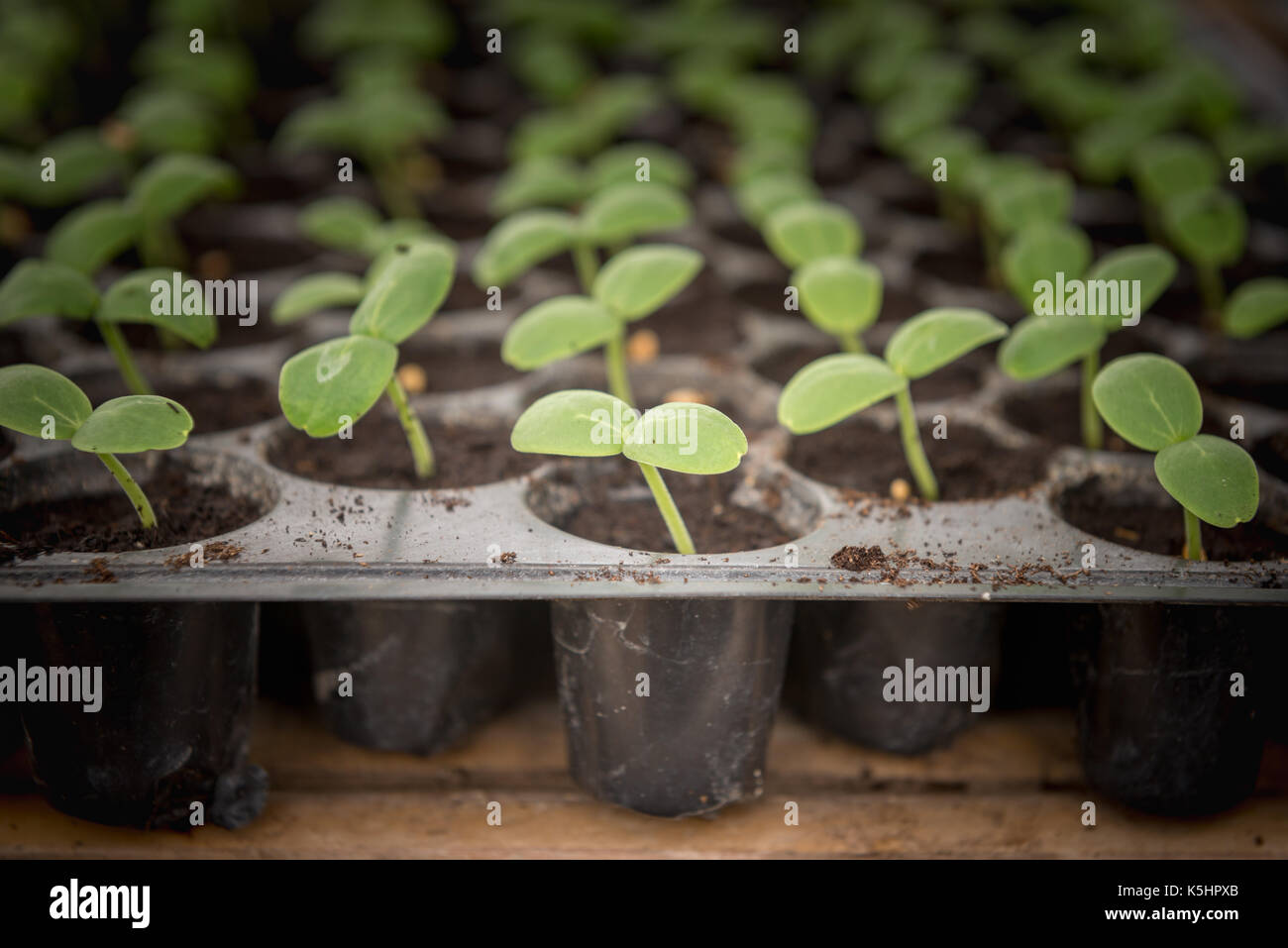 Close-up les jeunes plantes de la tuyère dans le bac des semis avec vignette au milieu Banque D'Images
