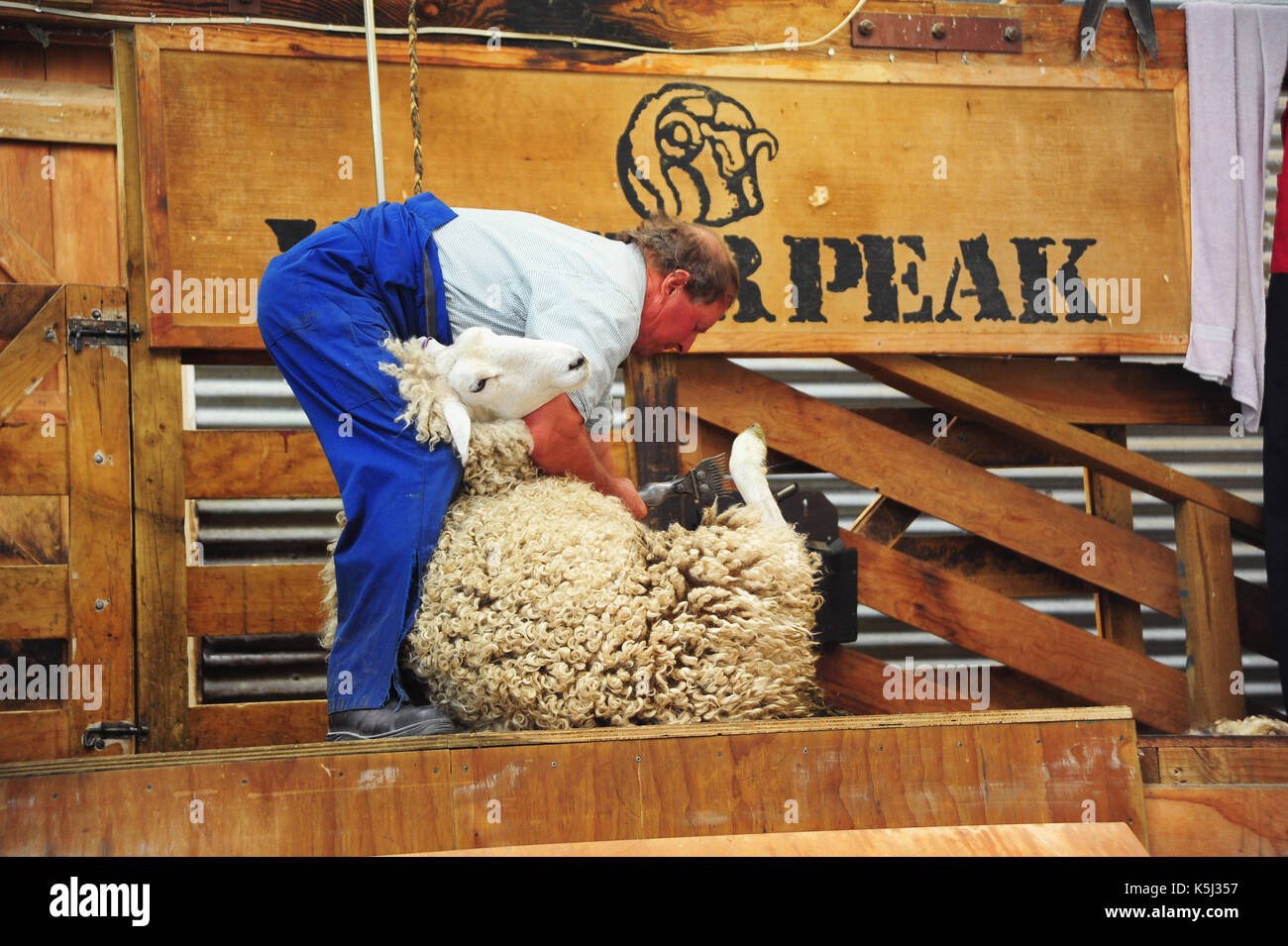 Queenstown, NOUVELLE-ZÉLANDE - Dec 26,2011:tonte de moutons à Queenstown, Nouvelle-Zélande. Banque D'Images
