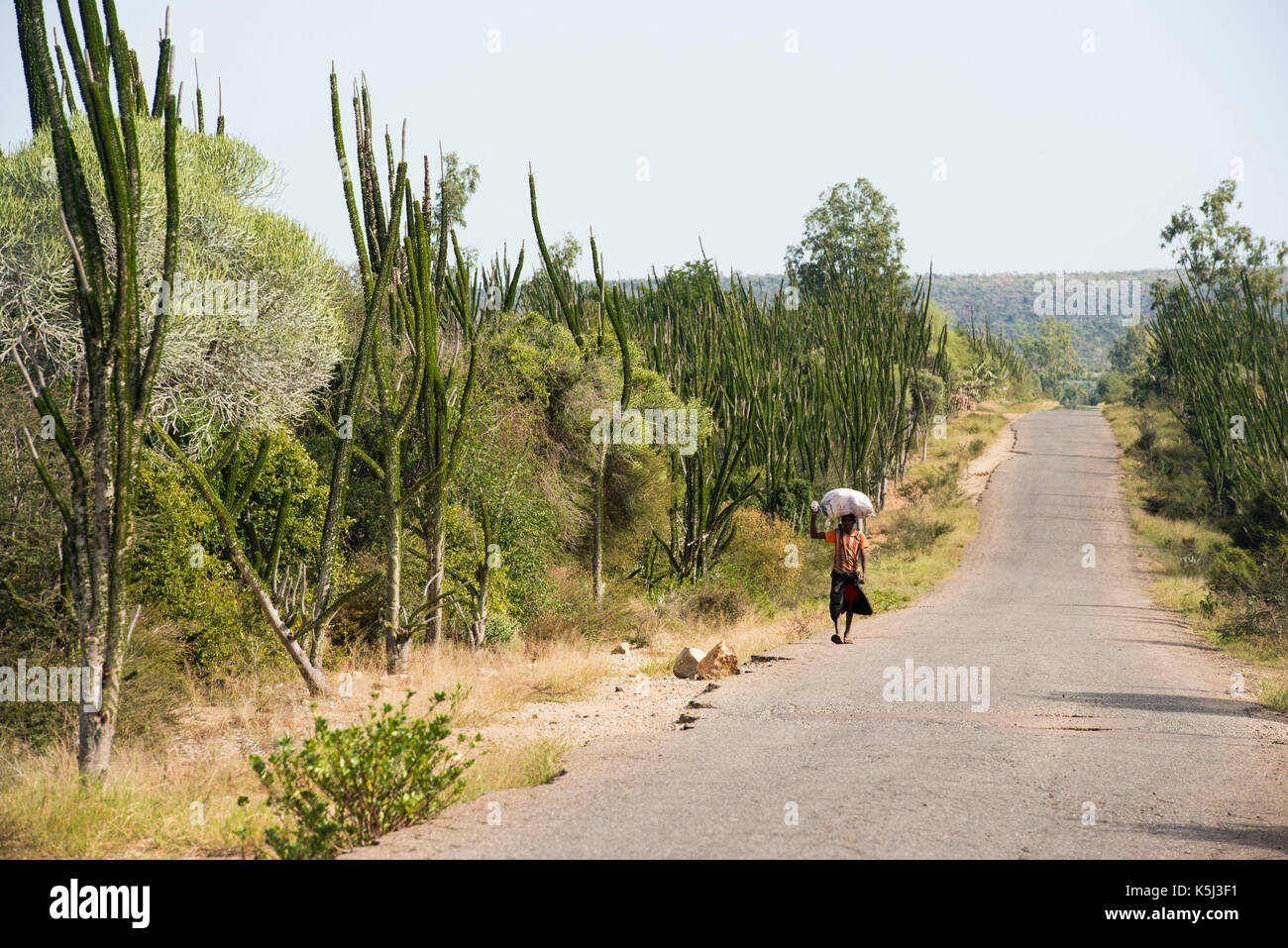 Forêt épineuse le long de la route, le sud de Madagascar Banque D'Images