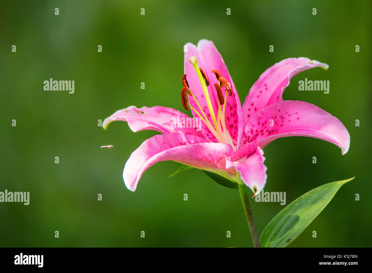 Close up lily rose ou fleur lilium Banque D'Images