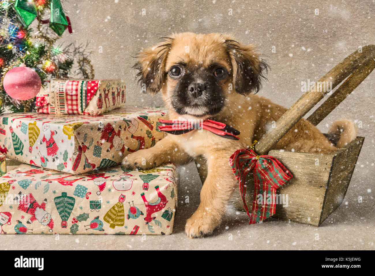 Tan et mignon chiot noir en scène de Noël Banque D'Images