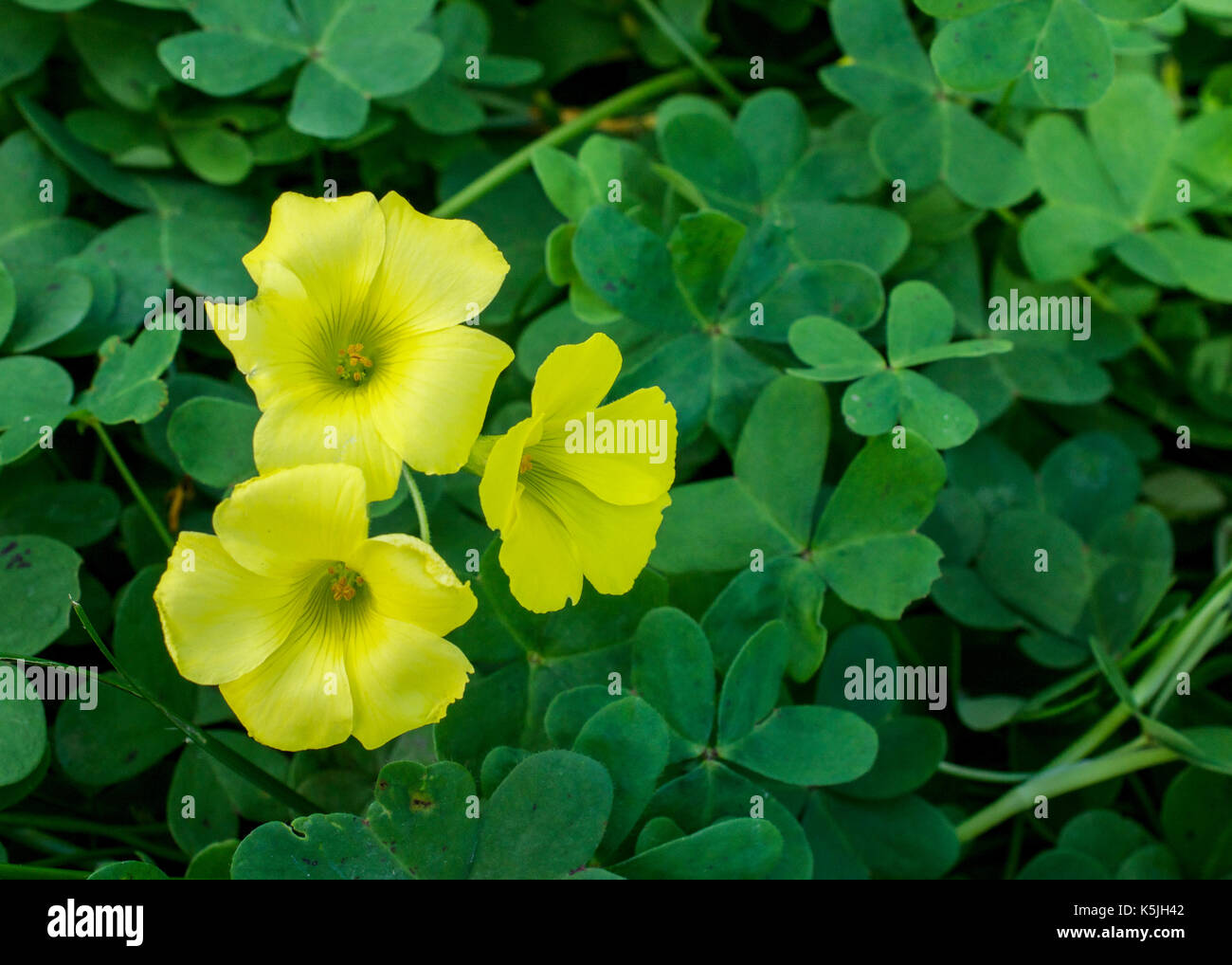 Gros plan sur l'oxalis jaune fleurs du jardin sur fond vert, les feuilles de printemps Banque D'Images
