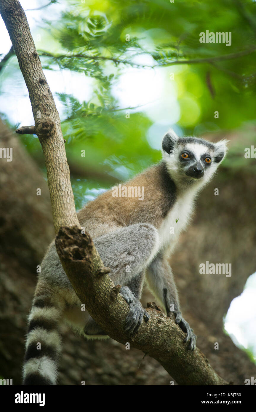 Untitled Document, Lemur catta, River Camp Mandraré, Ifotaka forêt communautaire, Madagascar Banque D'Images