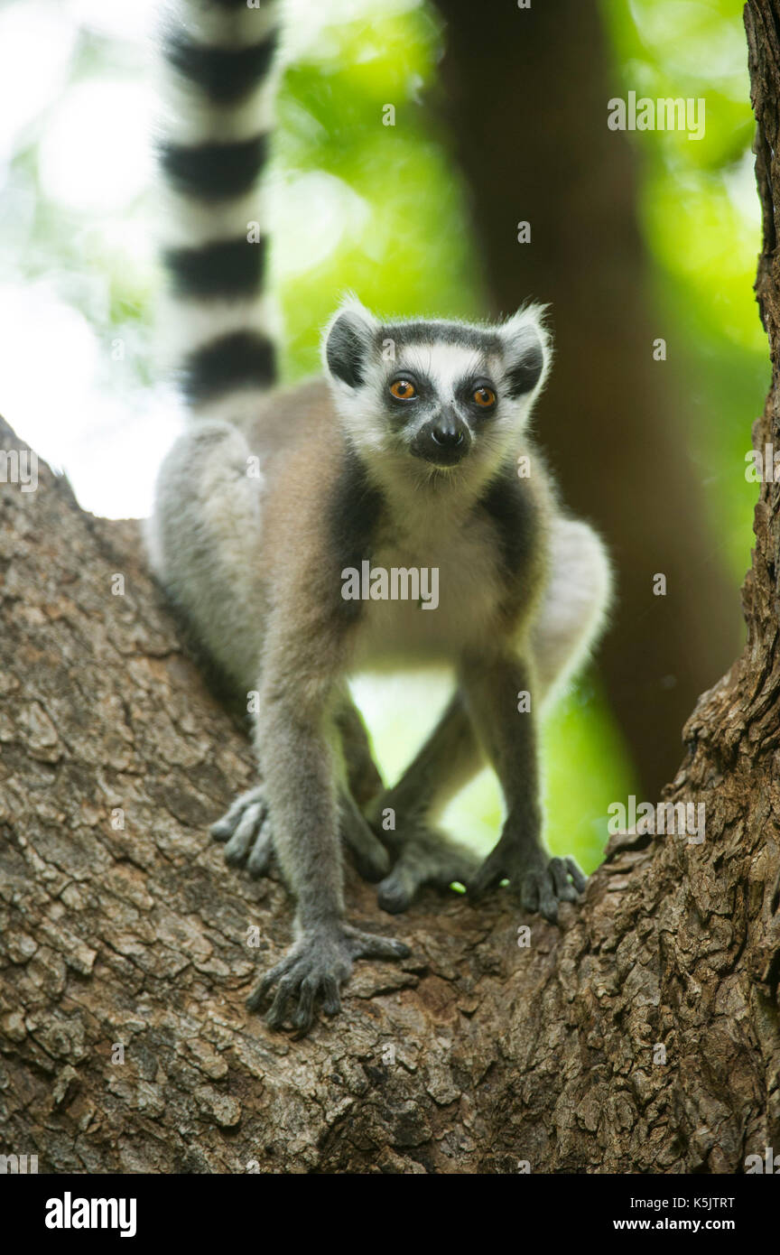 Untitled Document, Lemur catta, River Camp Mandraré, Ifotaka forêt communautaire, Madagascar Banque D'Images