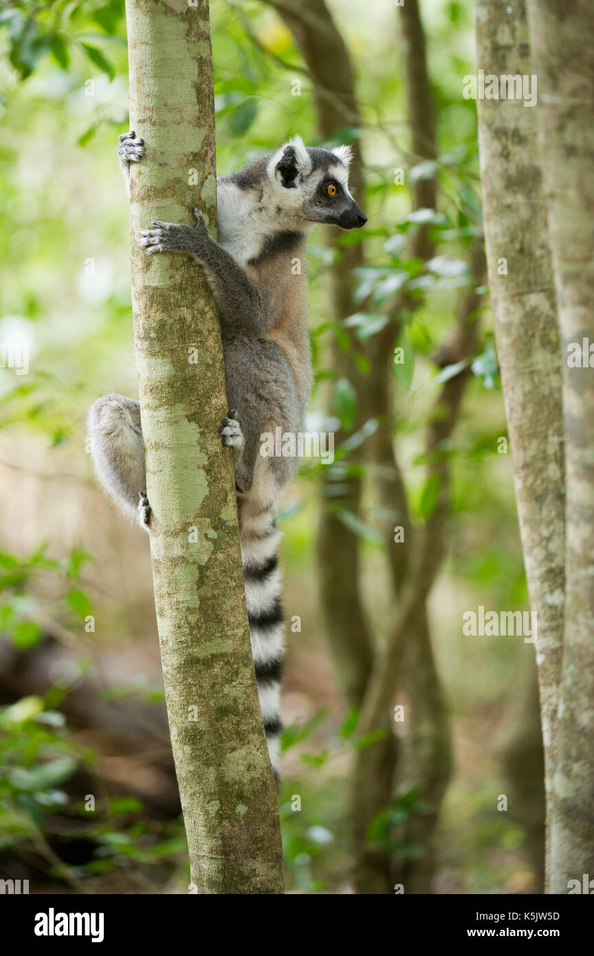 Untitled Document, Lemur catta, River Camp Mandraré, Ifotaka forêt communautaire, Madagascar Banque D'Images