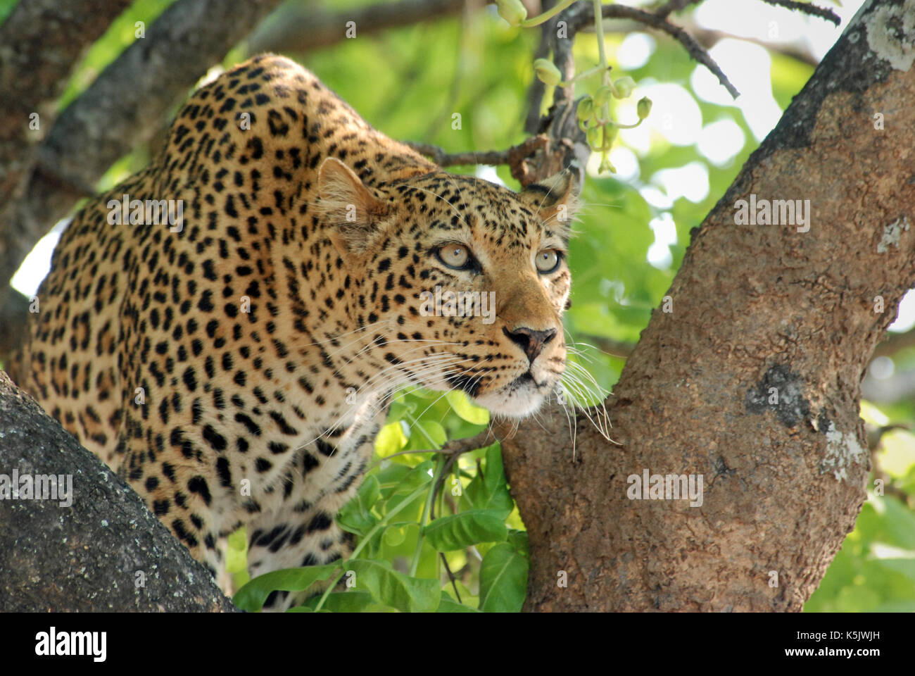 Leopard dans un arbre portrait (noir et blanc). prises dans le parc national de South Luangwa, en Zambie Banque D'Images Leopard dans un arbre portrait (noir et blanc). prises dans le parc national de South Luangwa, en Zambie Banque D'Images