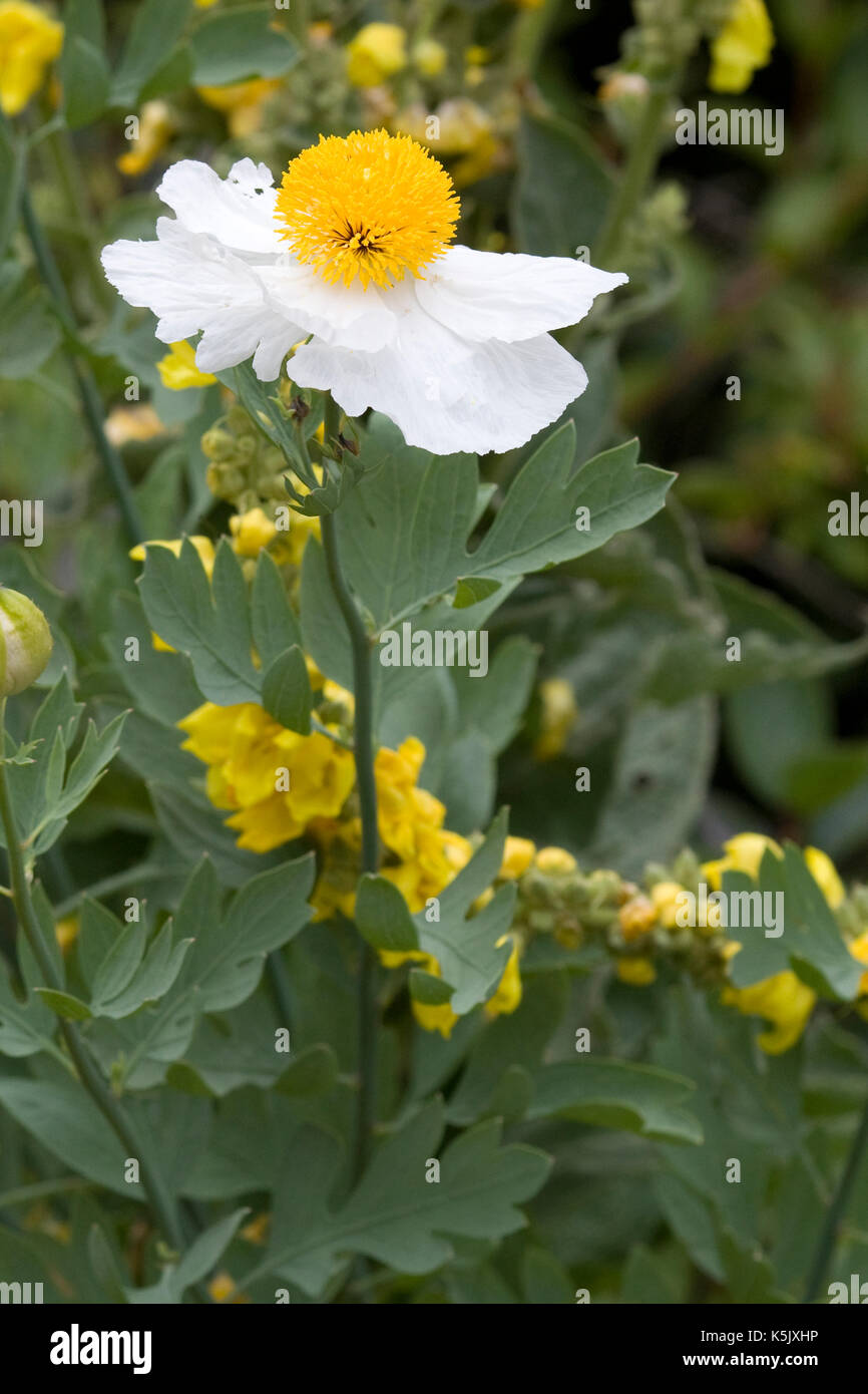 Romneya coulteri Californian Tree Poppy Banque D'Images