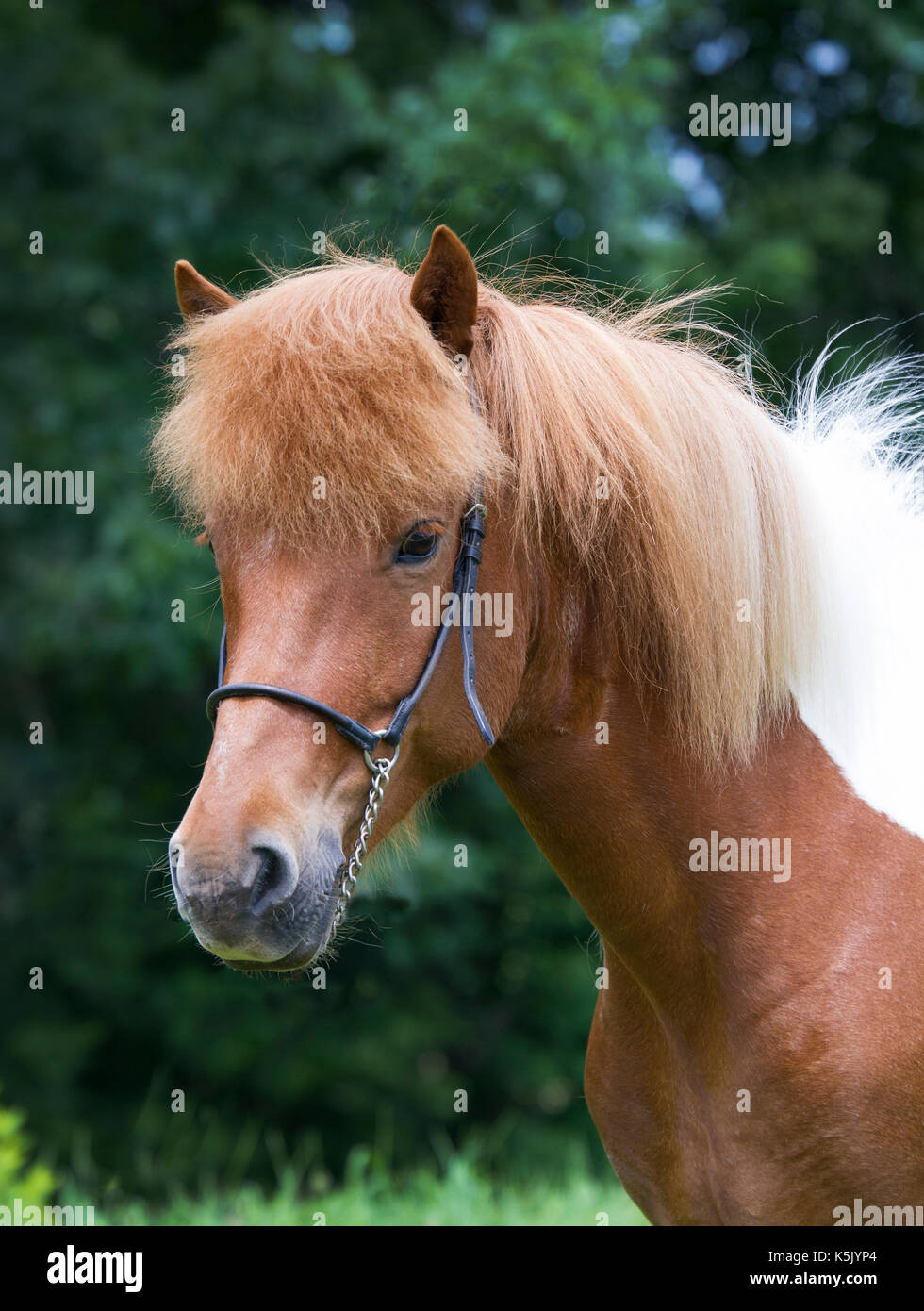 Icelandic Horse mare posant pour un portrait Banque D'Images