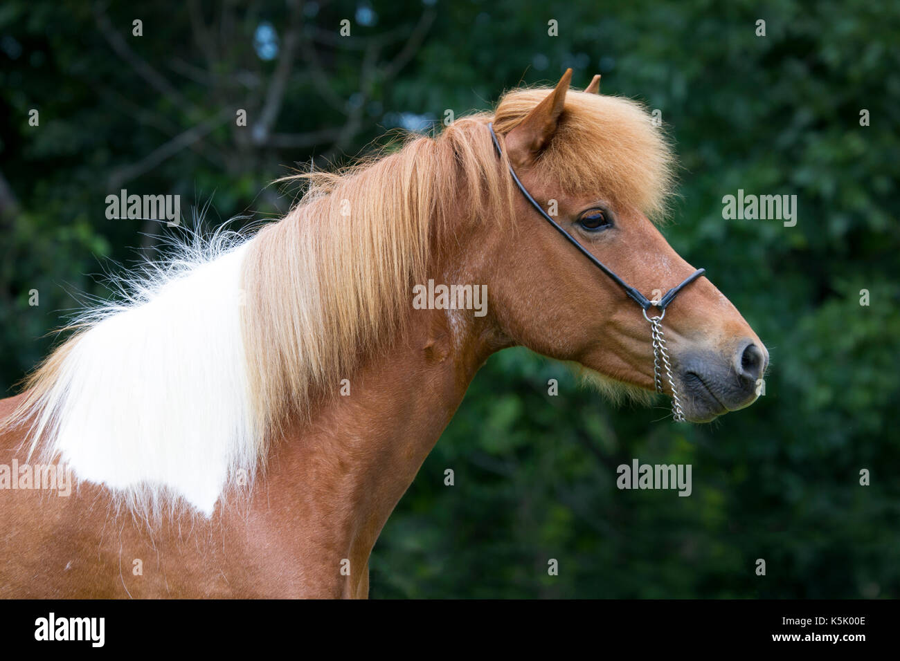 Icelandic Horse mare posant pour un portrait Banque D'Images