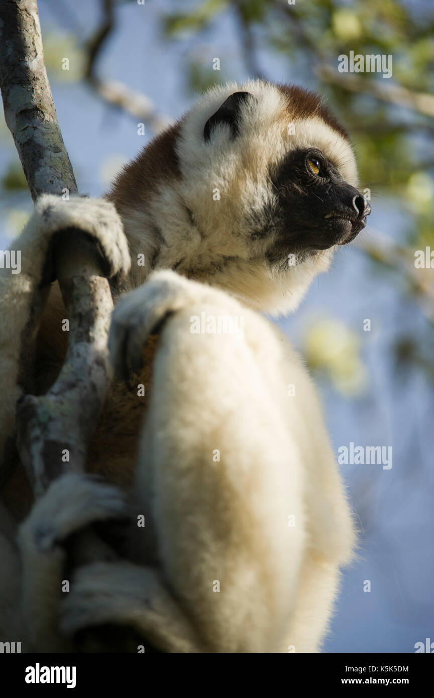 Le propithèque de verreaux, Propithecus verreauxi, dans la Forêt épineuse, River Camp Mandraré, Ifotaka forêt communautaire, Madagascar Banque D'Images