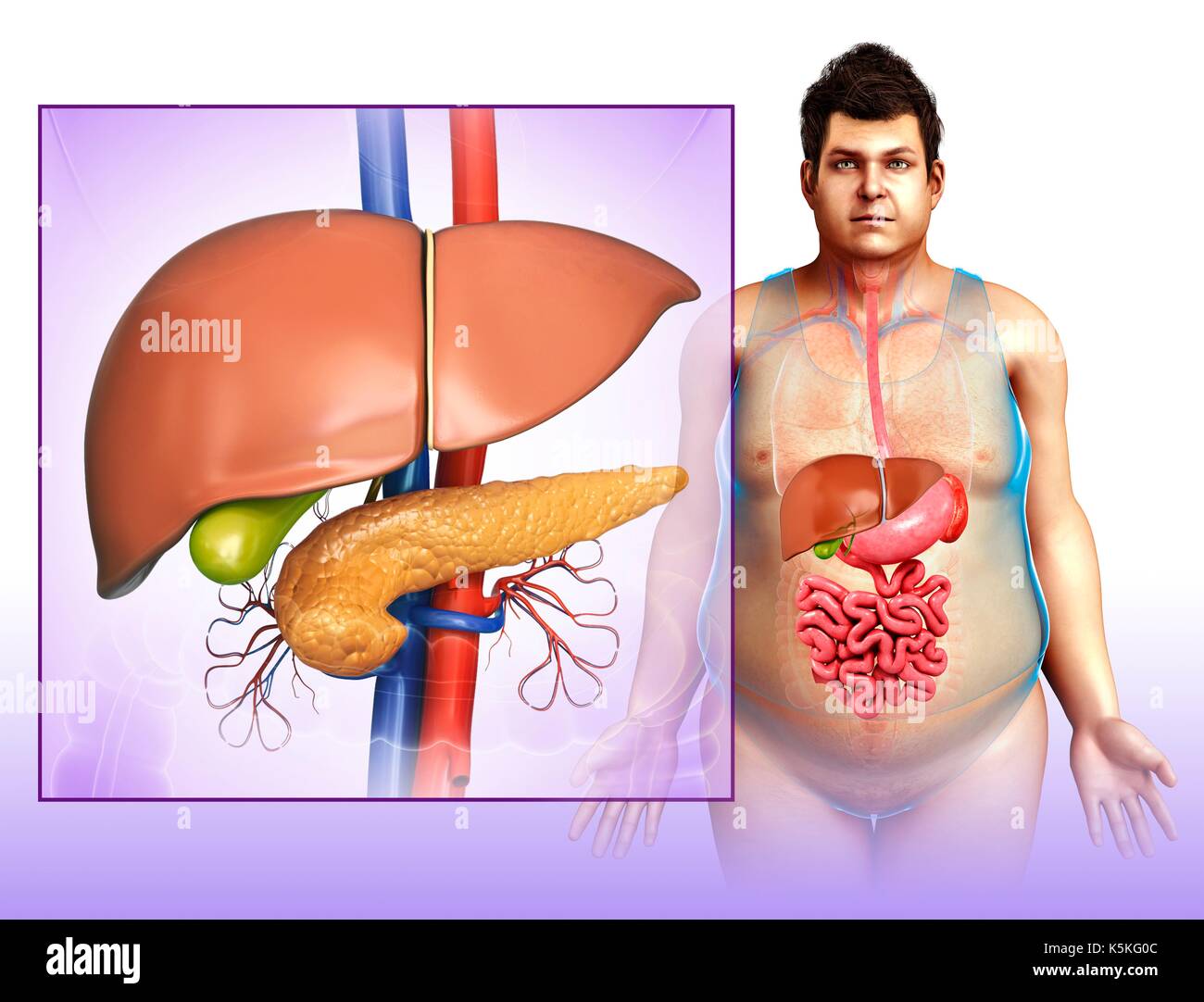 Illustration de l'anatomie du foie et du pancréas, d'insuffisance rénale les vaisseaux sanguins. Banque D'Images