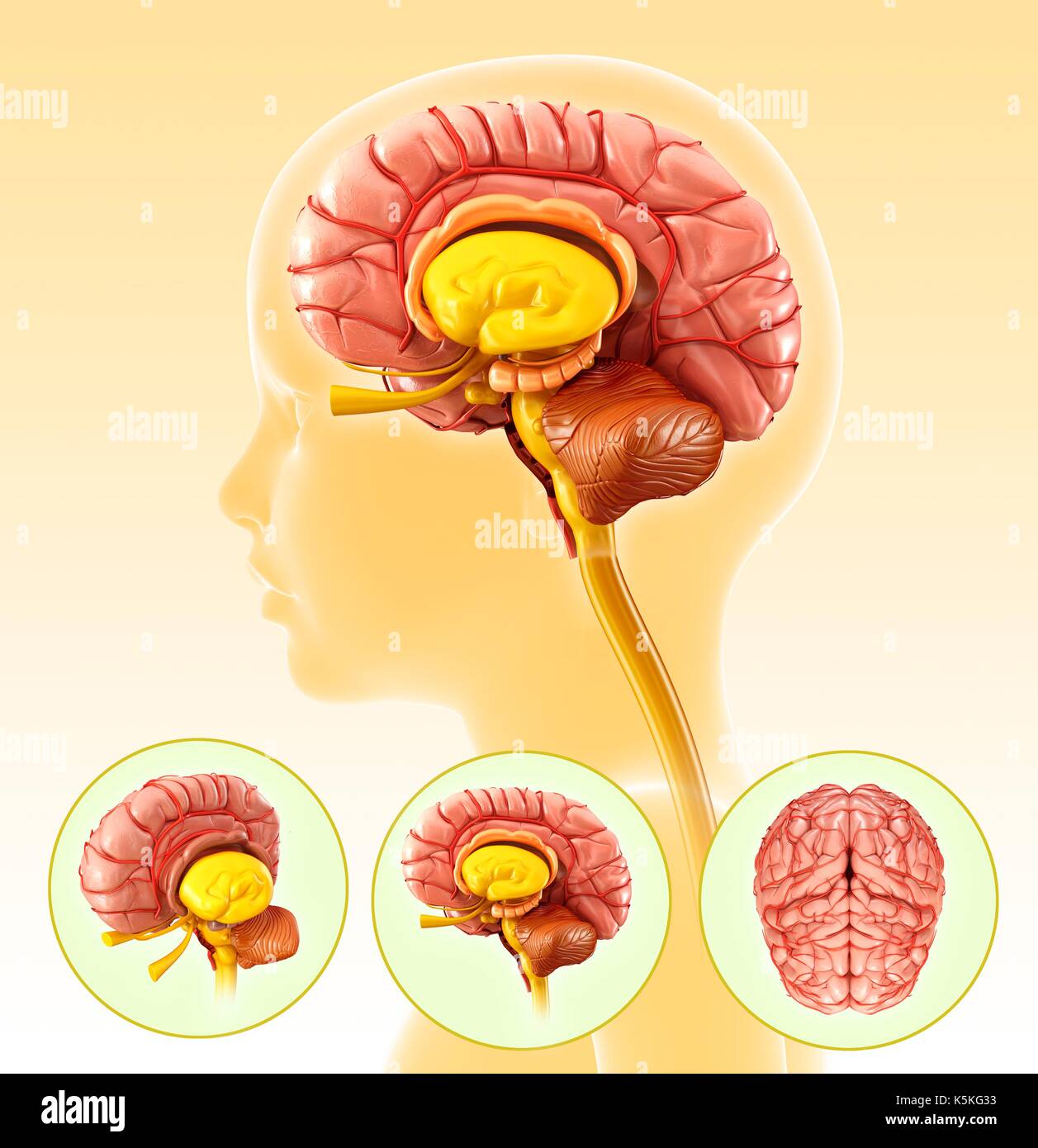 Illustration d'un cerveau de l'enfant anatomie. Banque D'Images