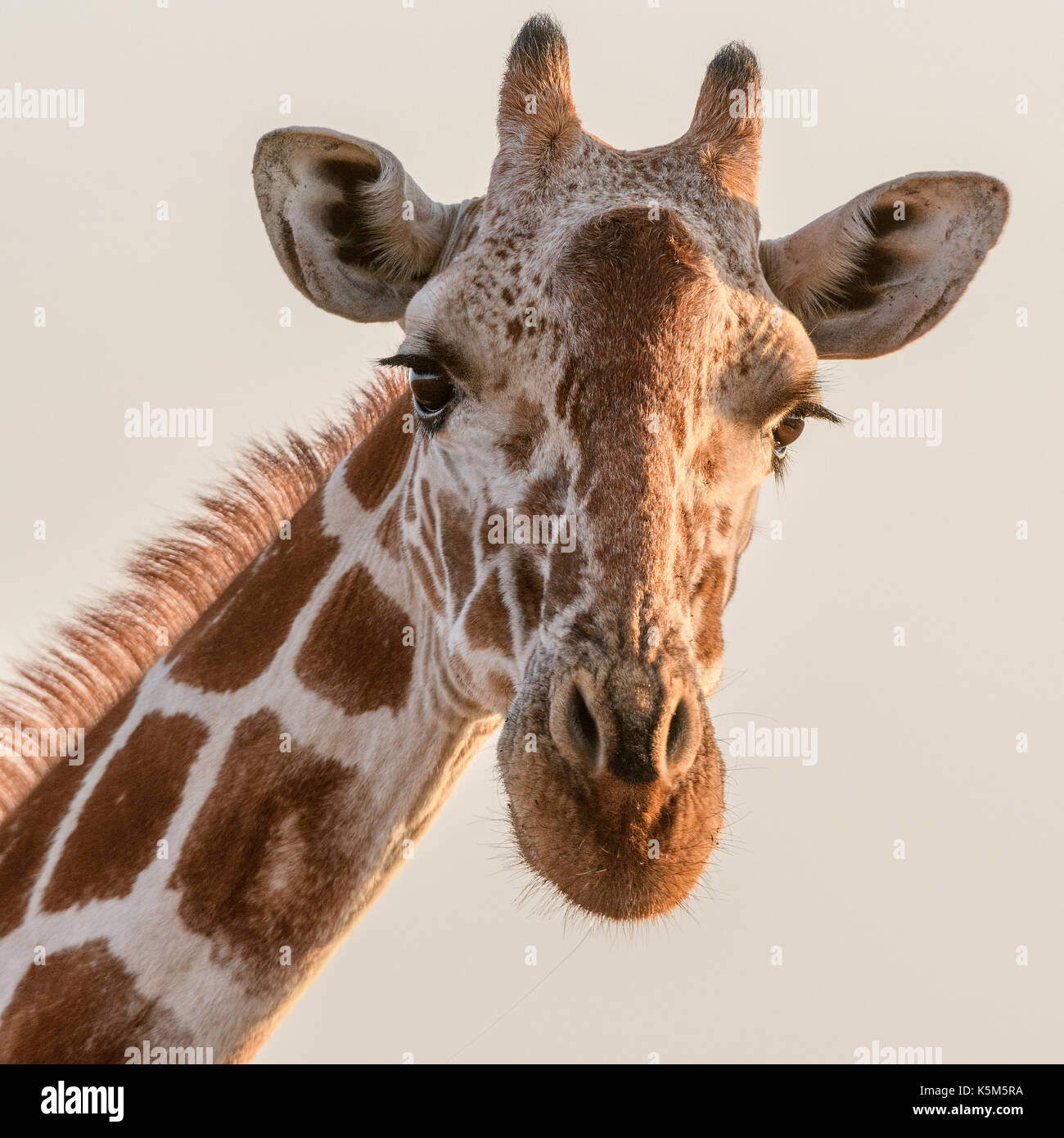 Giraffe réticulée, lewa wildlife conservancy, Kenya Banque D'Images