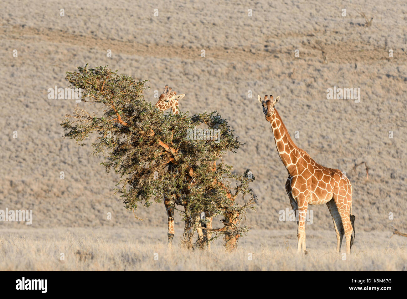 Giraffe réticulée de disparition sur la plaine de la lewa wildlife conservancy, Kenya Banque D'Images