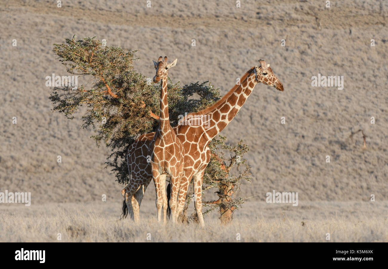 Giraffe réticulée de disparition sur la plaine de la lewa wildlife conservancy, Kenya Banque D'Images