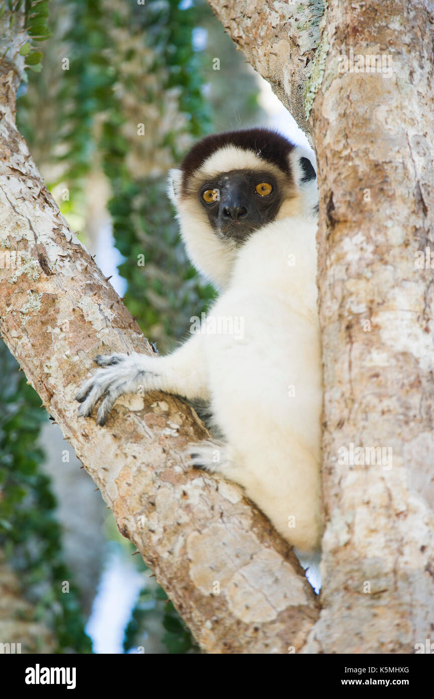 Le propithèque de verreaux, Propithecus verreauxi, dans la Forêt épineuse, River Camp Mandraré, Ifotaka forêt communautaire, Madagascar Banque D'Images