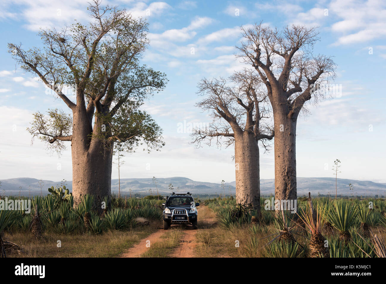 Baobabs, River Camp Mandraré, Ifotaka forêt communautaire, Madagascar Banque D'Images
