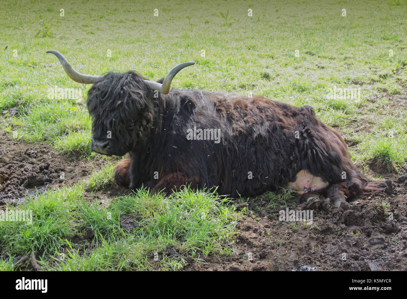 Les vaches Highland cattle bétail buffalo vache ecosse uk Banque D'Images