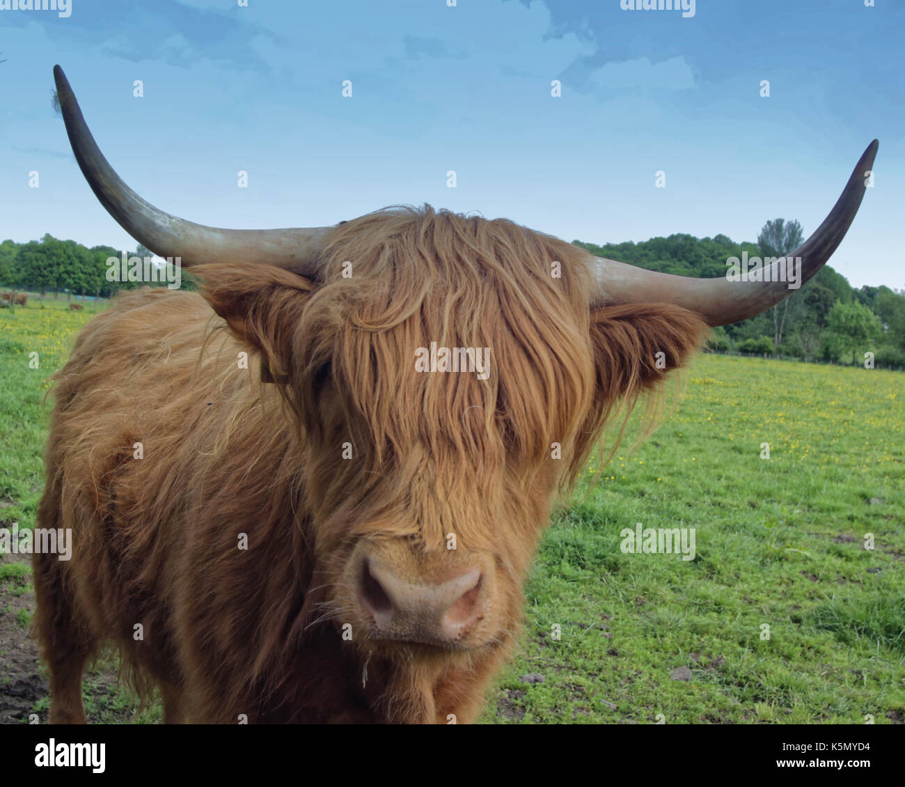 Les vaches Highland cattle bétail buffalo vache ecosse uk Banque D'Images
