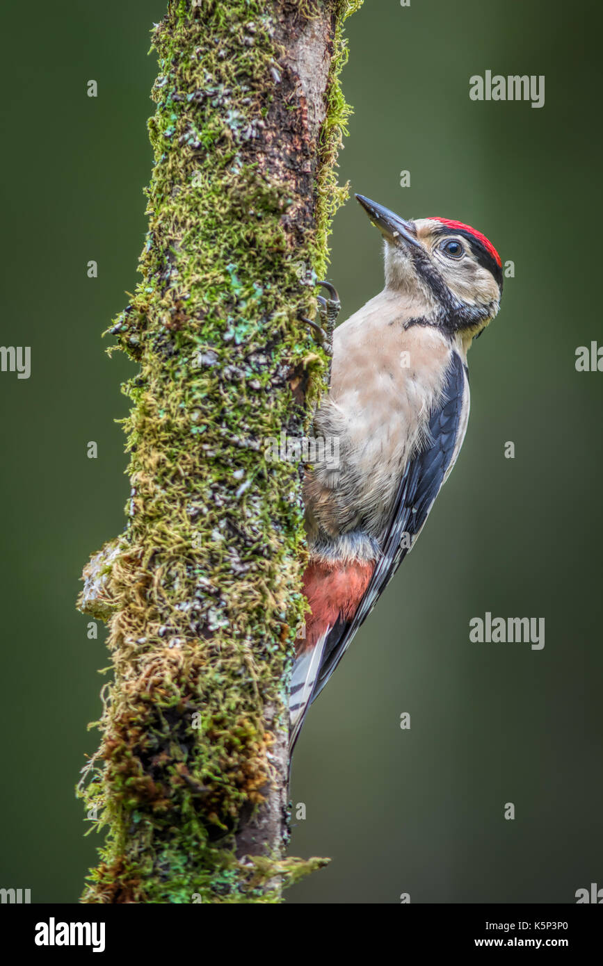 Un pic mineur perché sur une branche dans un format vertical vertical Banque D'Images
