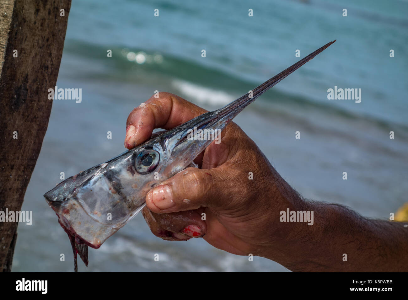 Cartagène, Colombie - 15 déc 2015 : un pêcheur tient la tête d'une suppression des poissons qu'il vient de prendre Banque D'Images