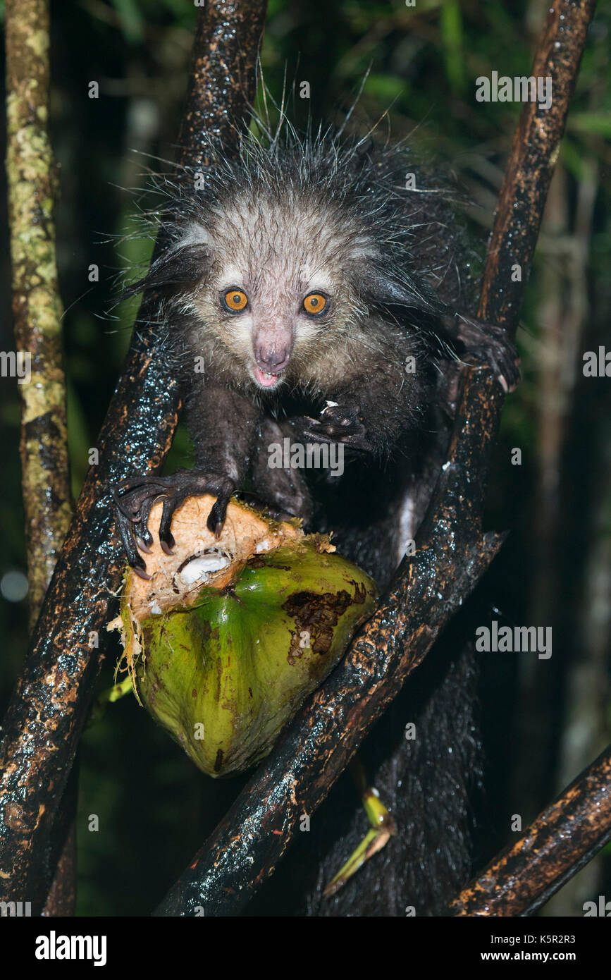 Aye-aye, Daubentonia madagascariensis, Palmarium, Lac, Canal des Pangalanes Ampitabe, Madagascar Banque D'Images