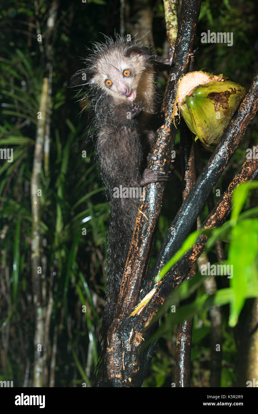 Aye-aye, Daubentonia madagascariensis, Palmarium, Lac, Canal des Pangalanes Ampitabe, Madagascar Banque D'Images