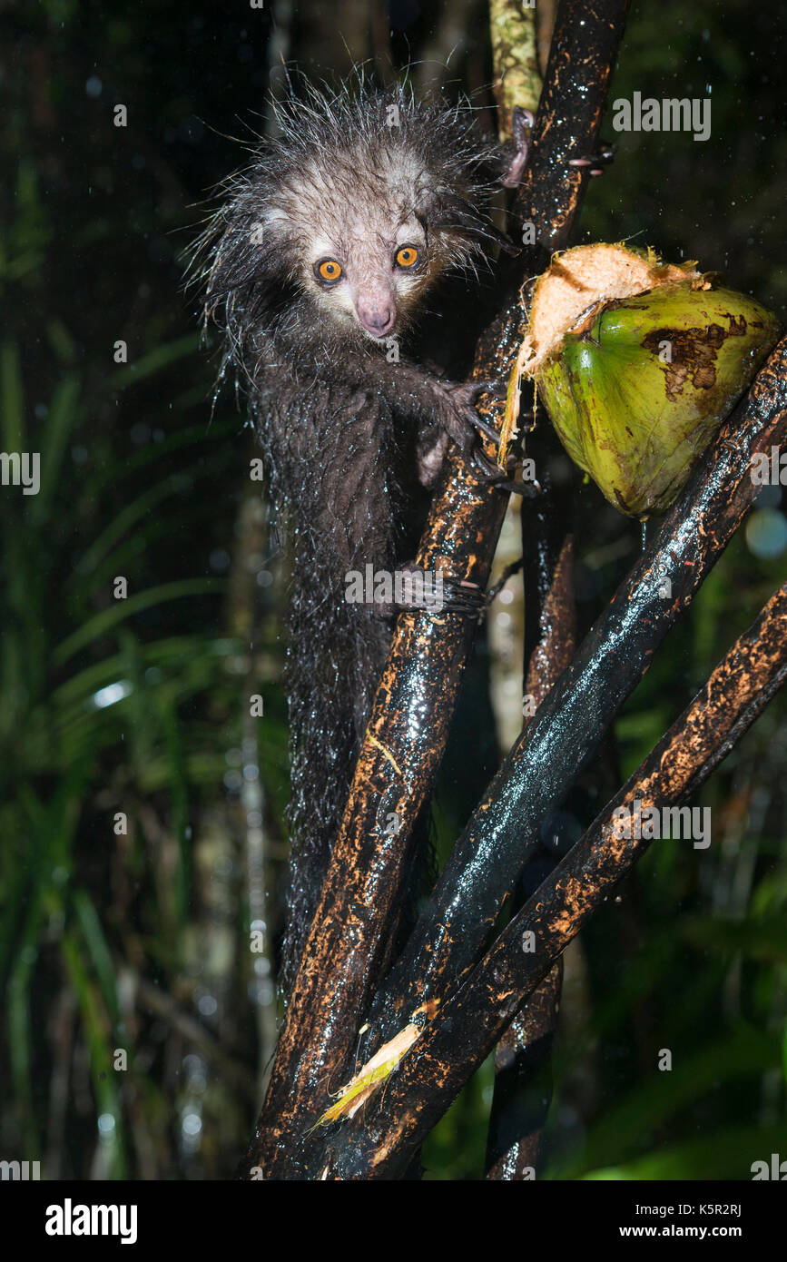 Aye-aye, Daubentonia madagascariensis, Palmarium, Lac, Canal des Pangalanes Ampitabe, Madagascar Banque D'Images