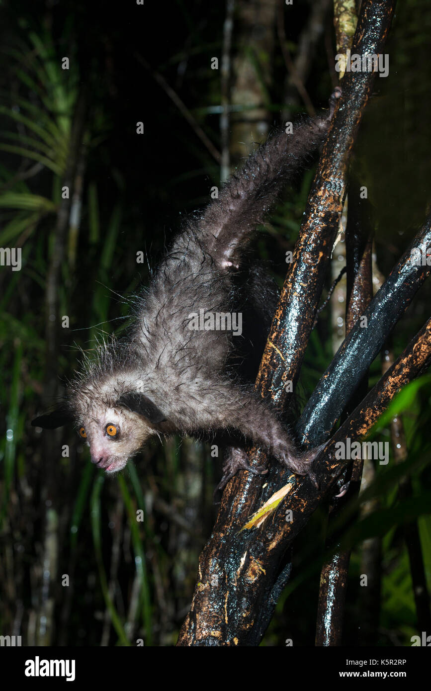 Aye-aye, Daubentonia madagascariensis, Palmarium, Lac, Canal des Pangalanes Ampitabe, Madagascar Banque D'Images