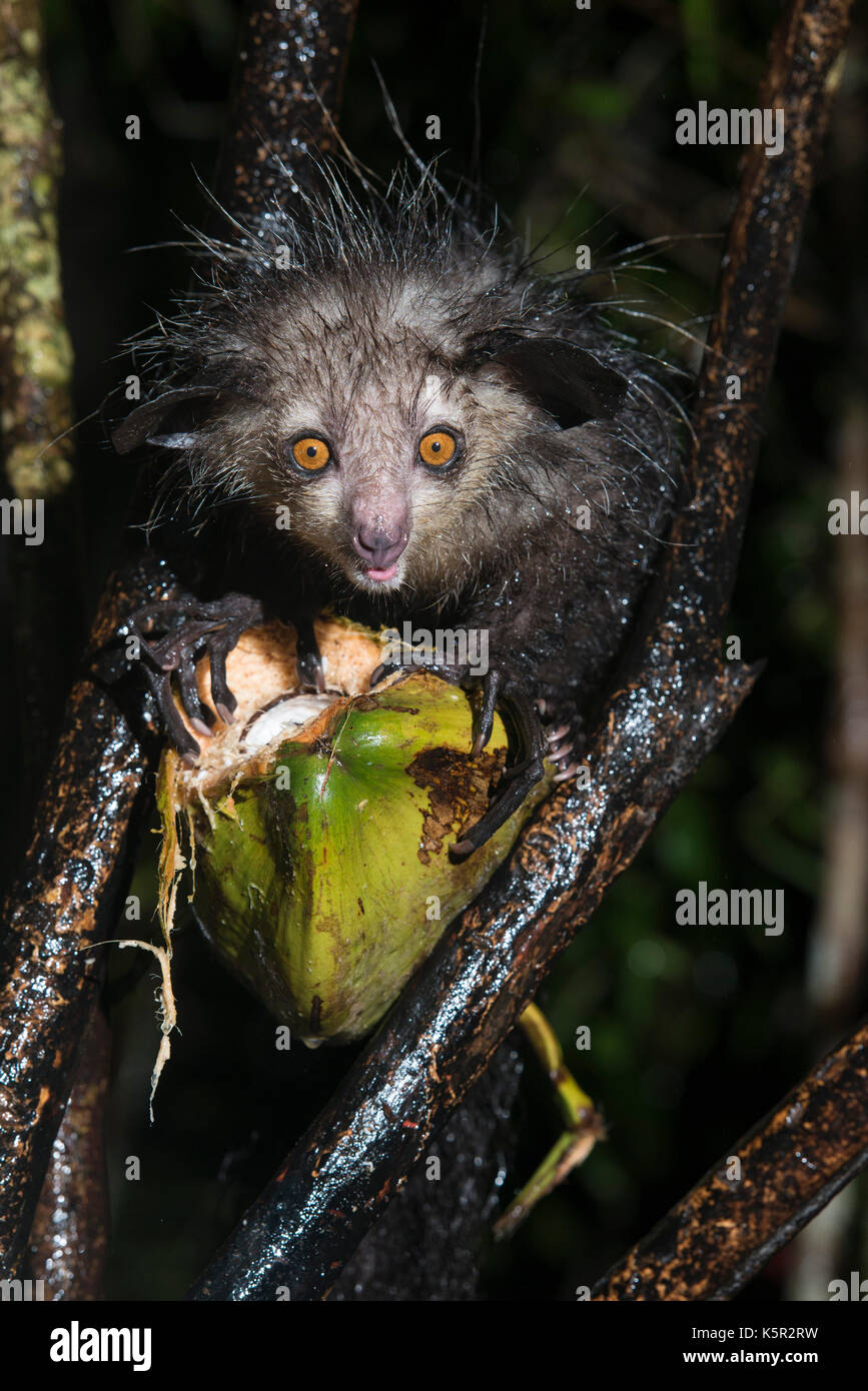 Aye-aye, Daubentonia madagascariensis, Palmarium, Lac, Canal des Pangalanes Ampitabe, Madagascar Banque D'Images