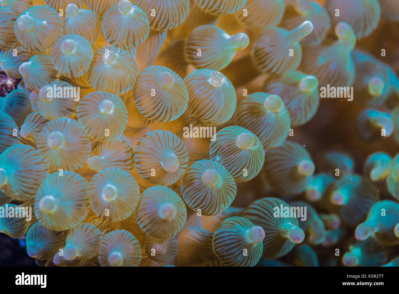 Bulle-tip anemone, ( entacmaea quadricolor ) Banque D'Images