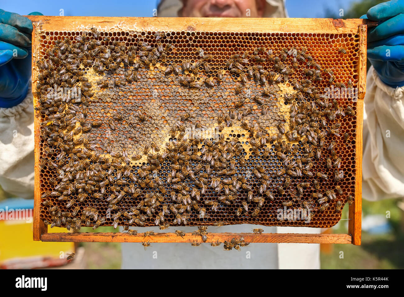 Libre pleine de nid d'abeilles et du miel. apiculteur de vêtements de protection du châssis en nid d'inspection à la récolte du miel l'apiculteur rucher. Banque D'Images