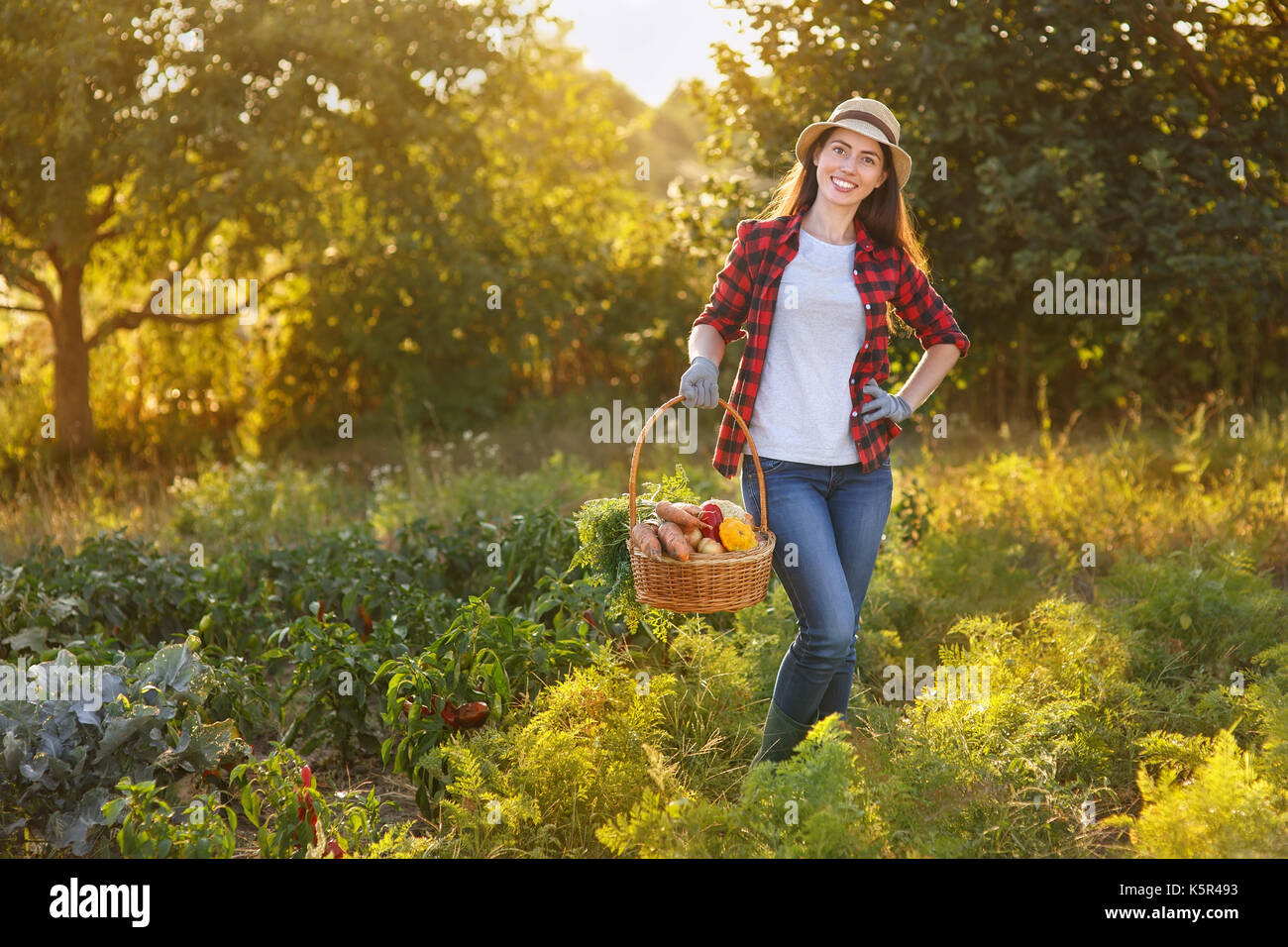 Les légumes fraîchement récoltés avec jardinier dans le jardin sur le coucher du soleil. happy woman farmer holding panier de récolte. jardinage, l'agriculture, la récolte d'automne Banque D'Images