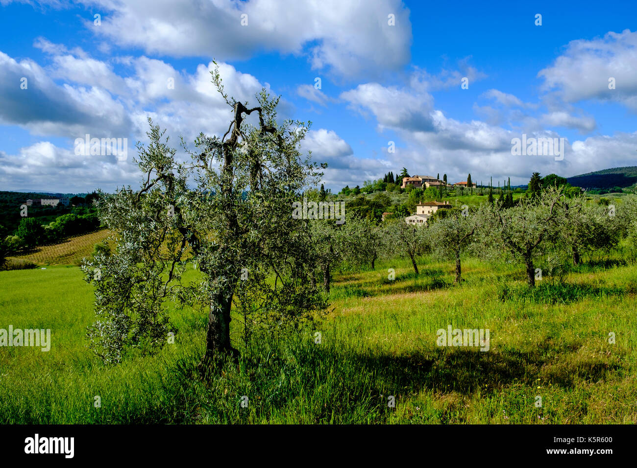 Tuscanian typique paysage avec une ferme située sur une colline et d'oliviers Banque D'Images