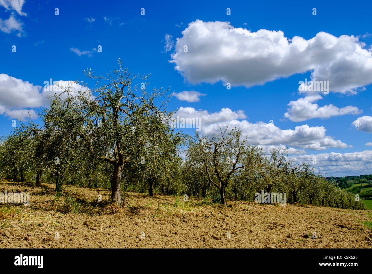 Tuscanian typique paysage avec une oliveraie Banque D'Images