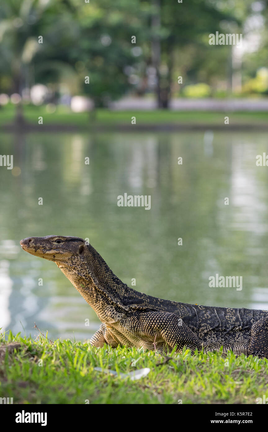 Contrôle de l'eau d'Asie sur le bord d'un axe dans le parc Lumpini, Bangkok Banque D'Images