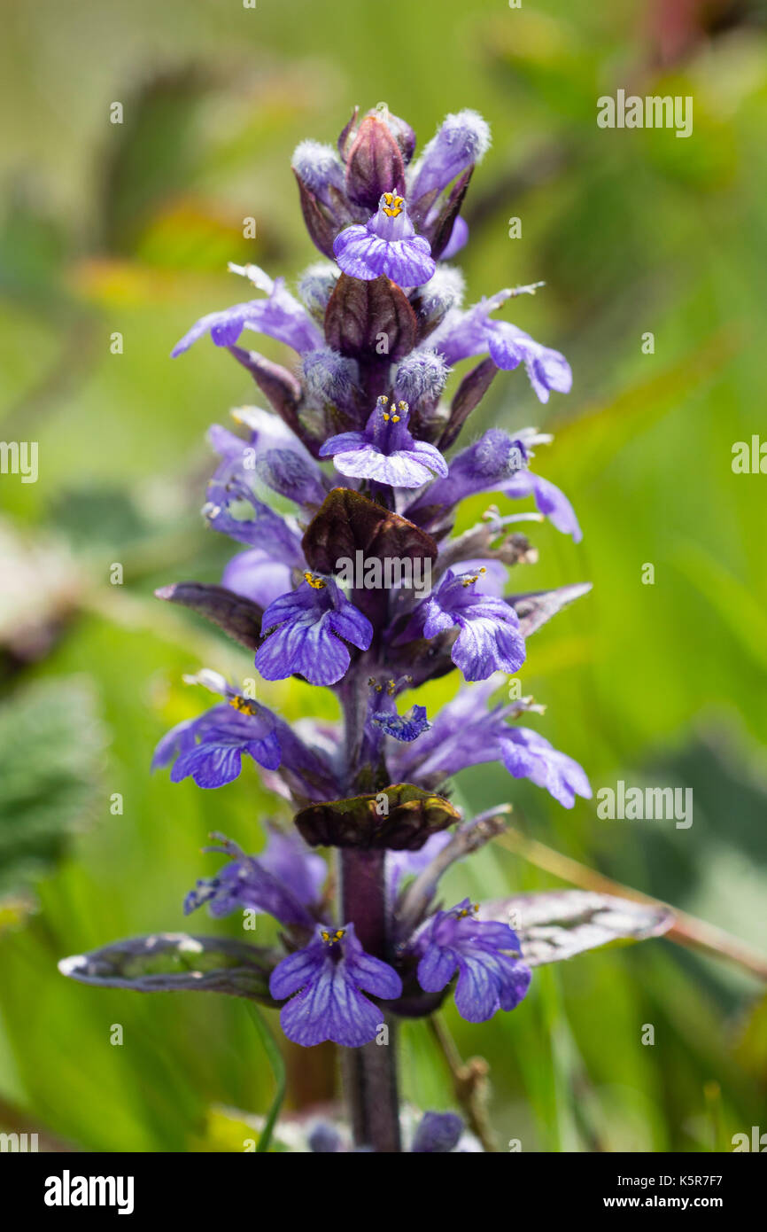 Fleurs violet-bleu au début de l'été de l'épi de fleurs sauvages au Royaume-Uni, Ajuga reptans bugle Banque D'Images Fleurs violet-bleu au début de l'été de l'épi de fleurs sauvages au Royaume-Uni, Ajuga reptans bugle Banque D'Images