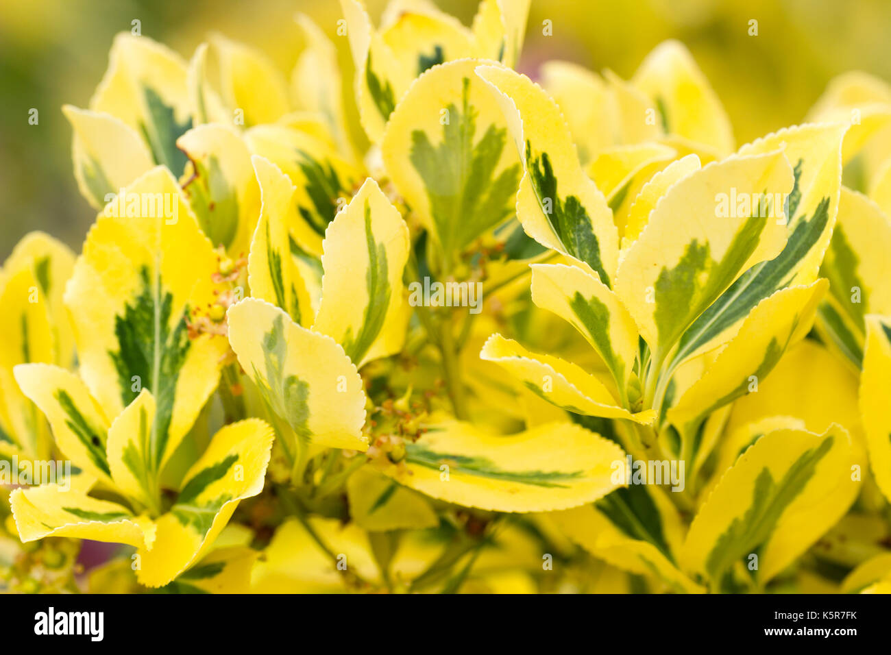 Feuillage panaché jaune du petit arbuste grimpeur et occasionnels, Euonymus fortunei 'Emerald 'n' Gold' Banque D'Images
